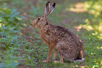 Image showing Portrait of a sitting brown hare