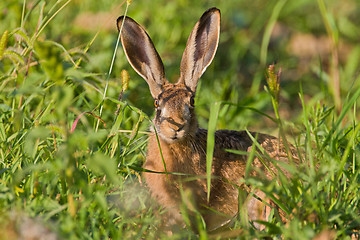 Image showing Portrait of a sitting brown hare