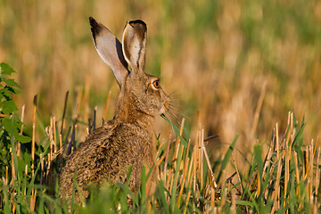 Image showing Portrait of a sitting brown hare