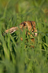 Image showing Portrait of a sitting brown hare