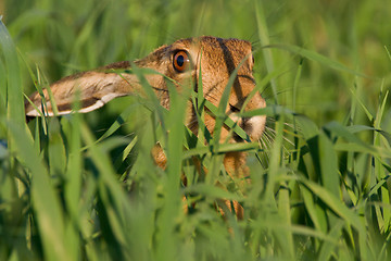 Image showing Portrait of a sitting brown hare