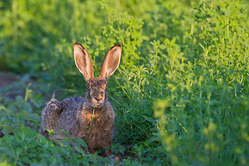 Image showing Portrait of a sitting brown hare