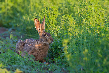 Image showing Portrait of a sitting brown hare