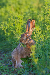 Image showing Portrait of a sitting brown hare