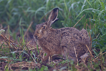 Image showing Portrait of a sitting brown hare