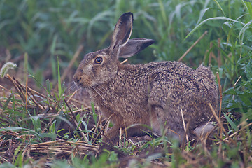 Image showing Portrait of a sitting brown hare