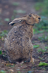 Image showing Portrait of a sitting brown hare