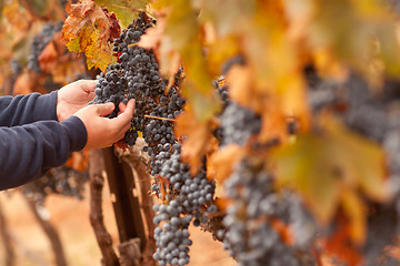 Image showing Farmer Inspecting His Ripe Wine Grapes