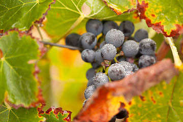 Image showing Lush, Ripe Wine Grapes with Mist Drops on the Vine