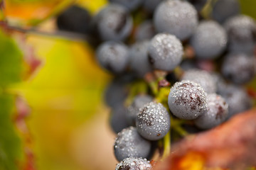 Image showing Lush, Ripe Wine Grapes with Mist Drops on the Vine