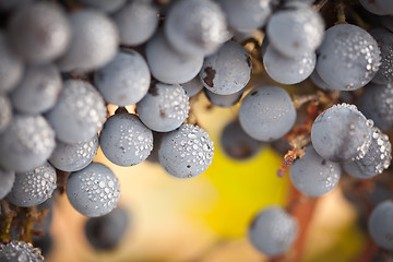 Image showing Lush, Ripe Wine Grapes with Mist Drops on the Vine