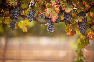 Image showing Lush, Ripe Wine Grapes on the Vine