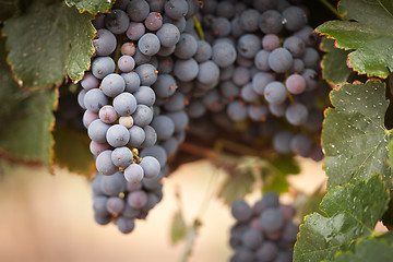 Image showing Lush, Ripe Wine Grapes on the Vine