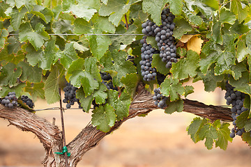 Image showing Lush, Ripe Wine Grapes on the Vine