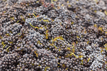 Image showing Harvested Red Wine Grapes