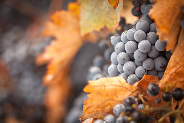 Image showing Lush, Ripe Wine Grapes with Mist Drops on the Vine