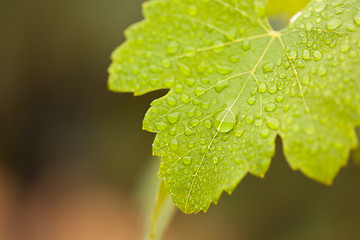 Image showing Lustrous Green Grape Leaf with Water Drops