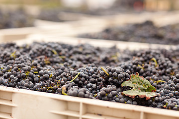 Image showing Harvested Red Wine Grapes in Crates