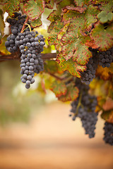 Image showing Lush, Ripe Wine Grapes on the Vine