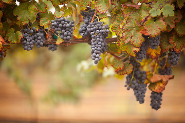 Image showing Lush, Ripe Wine Grapes on the Vine