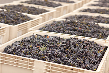 Image showing Harvested Red Wine Grapes in Crates