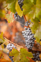 Image showing Lush, Ripe Wine Grapes with Mist Drops on the Vine