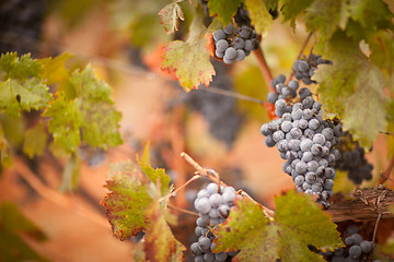 Image showing Lush, Ripe Wine Grapes with Mist Drops on the Vine