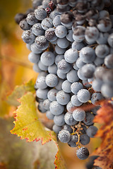 Image showing Lush, Ripe Wine Grapes with Mist Drops on the Vine