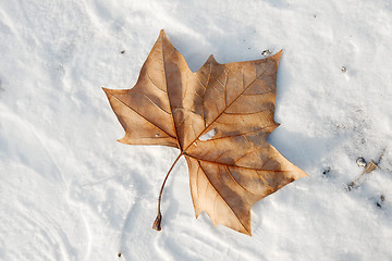 Image showing Leaf