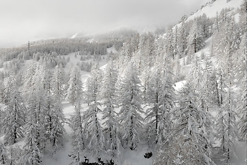 Image showing Winter forest