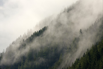 Image showing Mountain forest