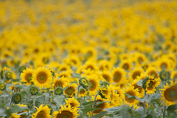 Image showing Sunflowers