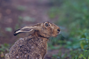 Image showing Portrait of a sitting brown hare