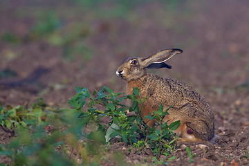 Image showing Portrait of a sitting brown hare