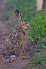 Image showing Portrait of a sitting brown hare