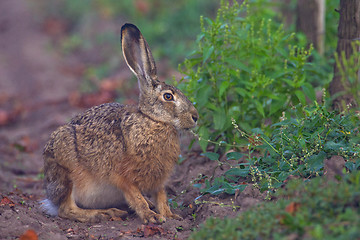 Image showing Portrait of a sitting brown hare