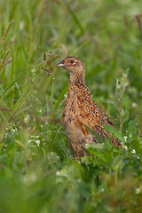 Image showing Portrait of a female pheasant.