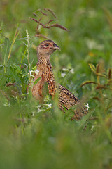 Image showing Portrait of a female pheasant.
