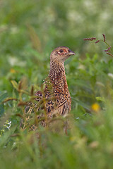 Image showing Portrait of a female pheasant.