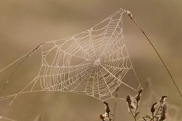 Image showing Spider web full of dew drops in the early morning sun.