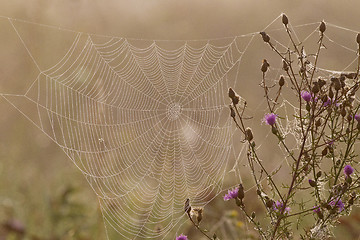 Image showing Spider web full of dew drops in the early morning sun.