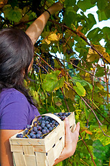 Image showing Grape picking