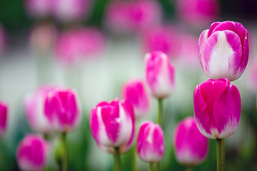 Image showing Spring tulips