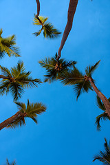 Image showing Evening Palm Trees Above