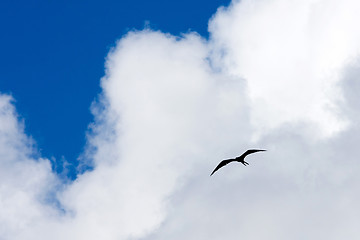 Image showing Frigate Bird