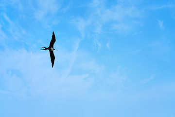 Image showing Frigate Bird