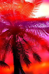 Image showing Palm Tree Sunset