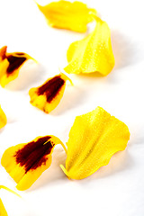 Image showing marigold flowers petals