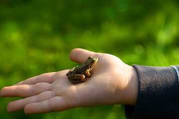 Image showing Frog