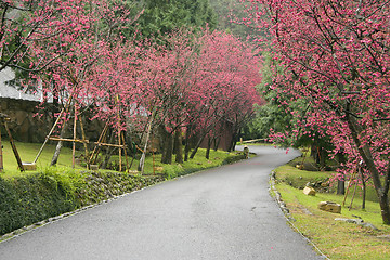 Image showing cherry blossom